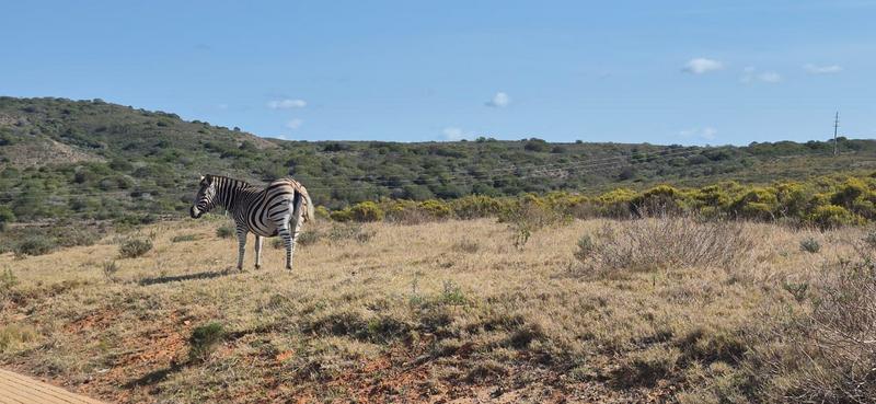 0 Bedroom Property for Sale in Outeniquasbosch Western Cape